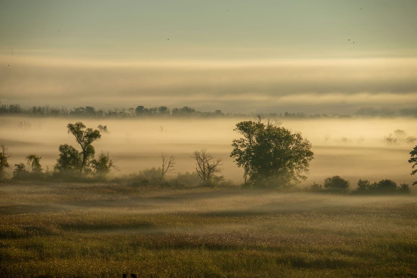 Fog lying over fields and a tree line at dawn
