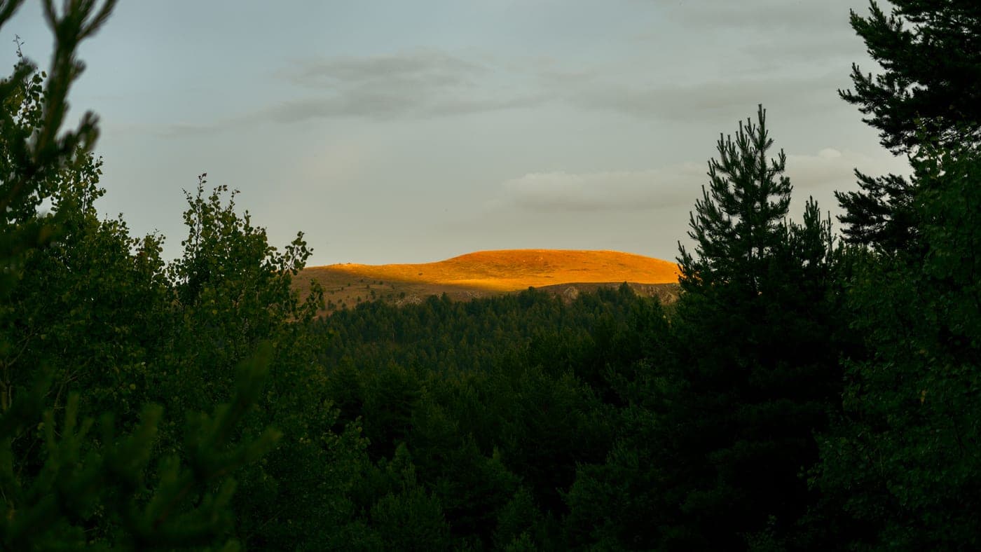 A forested hill lit by golden evening sunlight