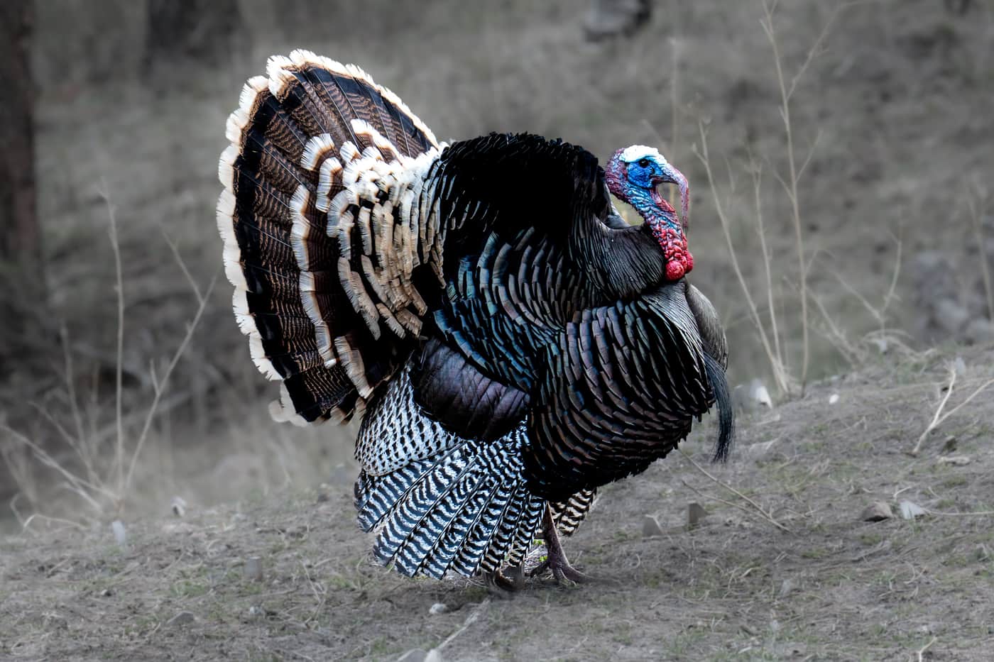 A wild turkey gobbler in full display in a forest setting