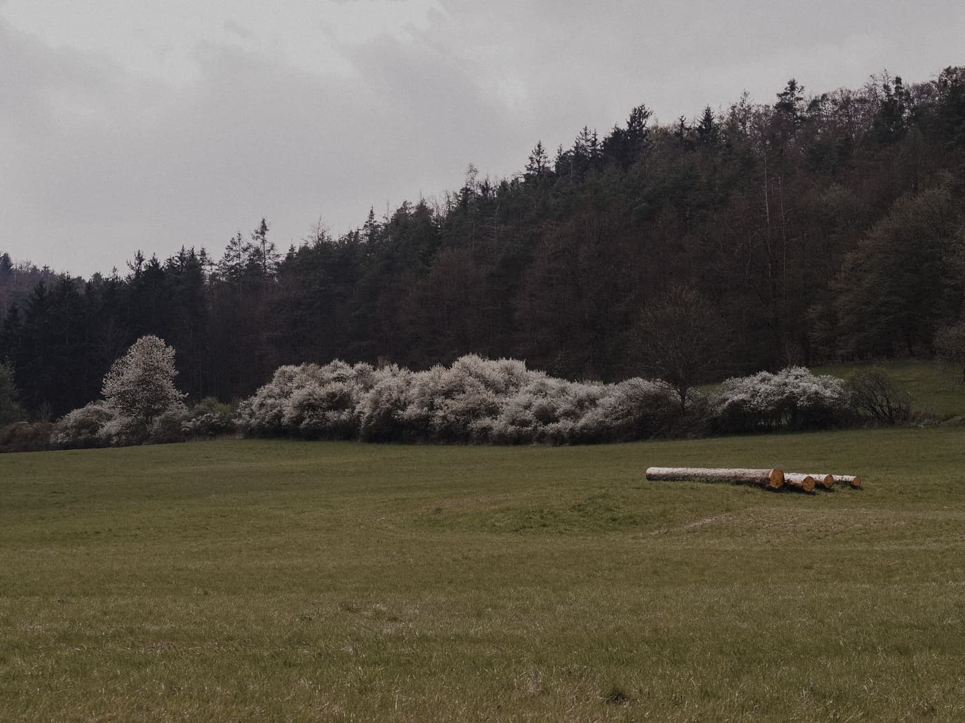 A meadow with blossoming trees and cut logs at its edge