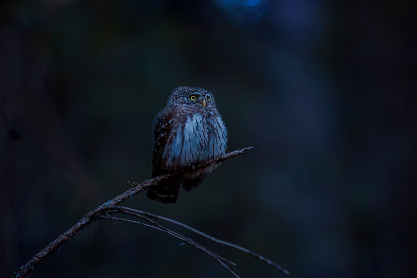 A small owl perched on a branch against a dark background