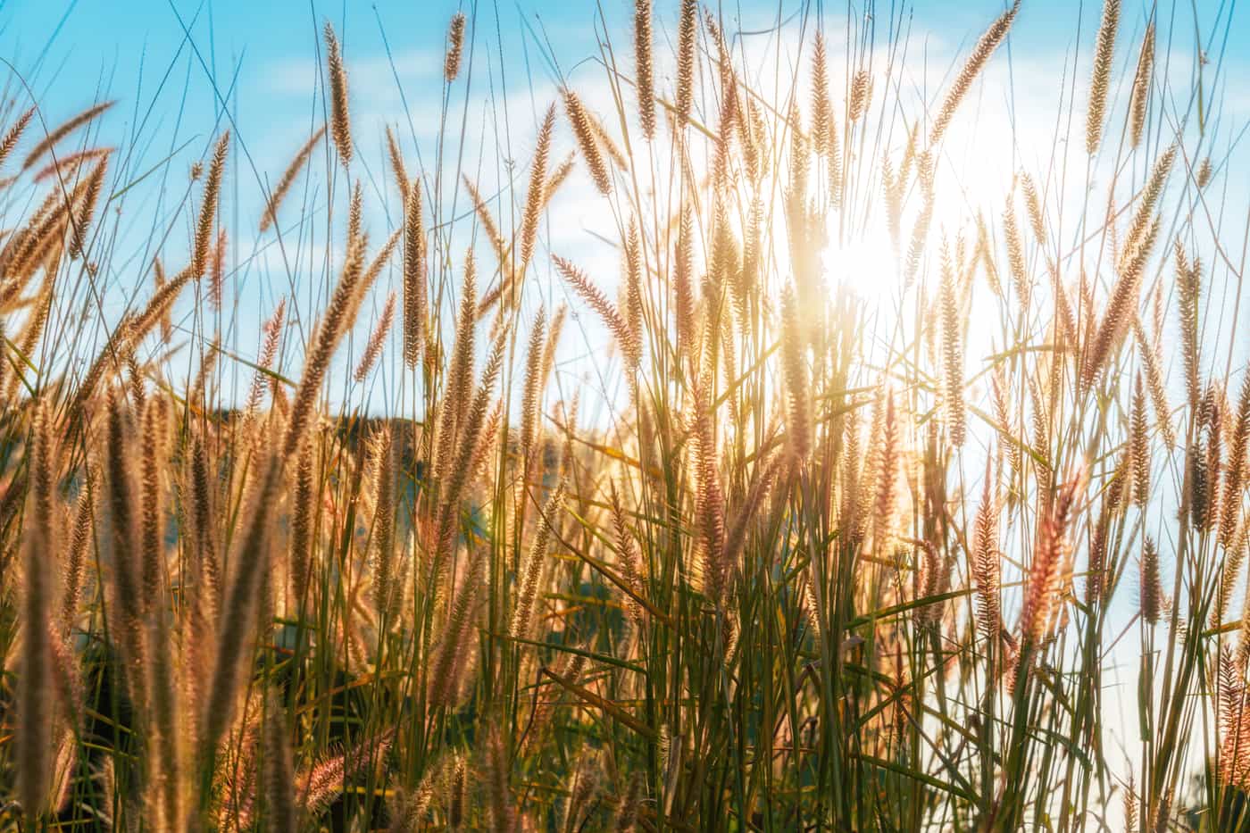 Warm sunlight filtering through tall grass