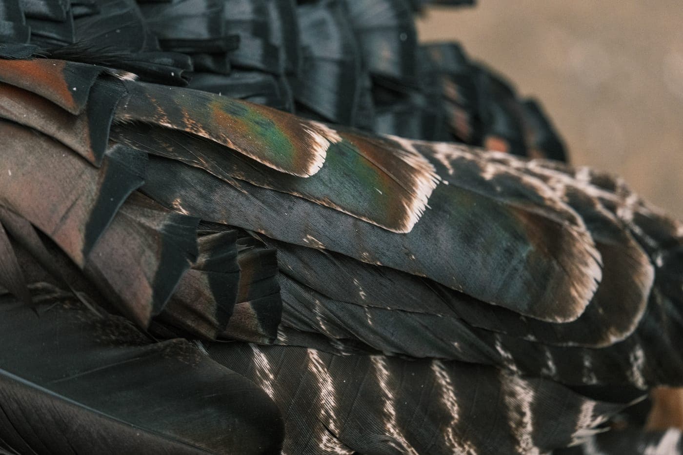 A close-up of the barred pattern of turkey feathers