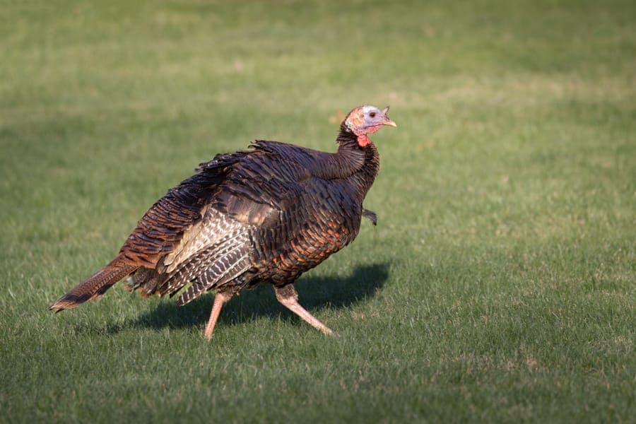 Illustrative stock photo: a wild turkey striding across a sunny grass field