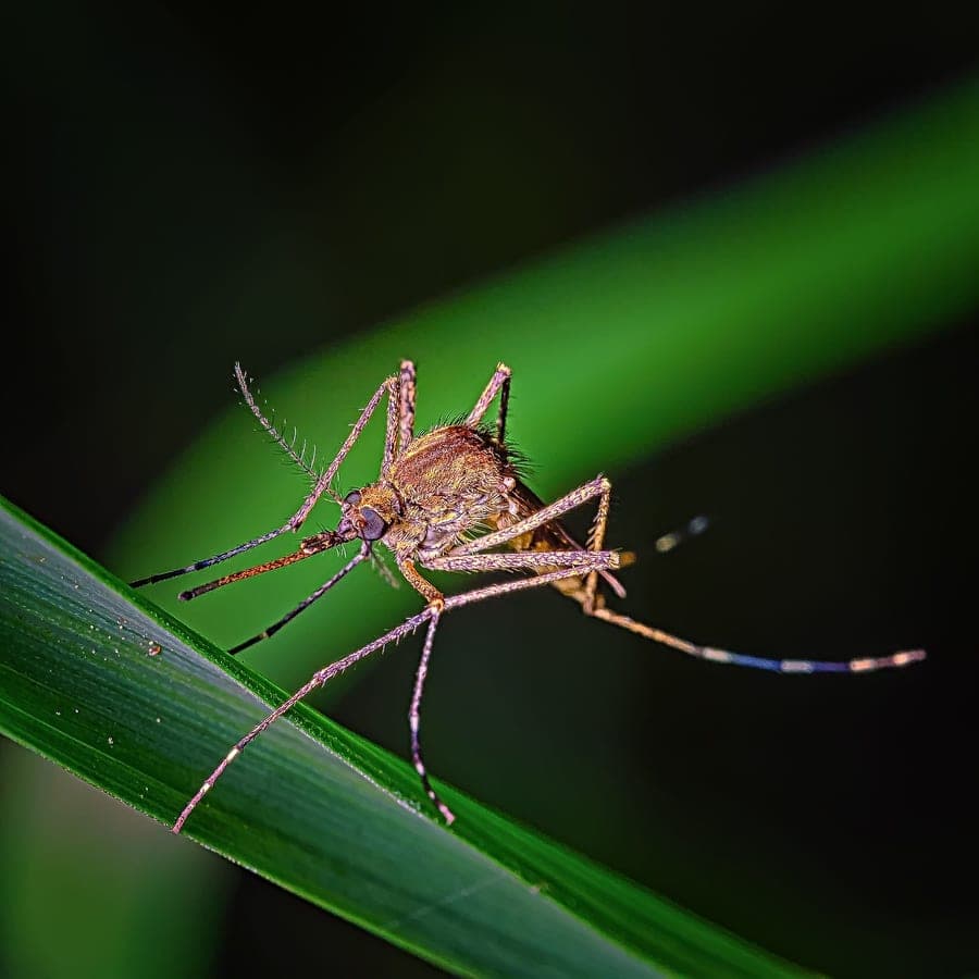 Illustrative stock photo: a mosquito resting on a green leaf