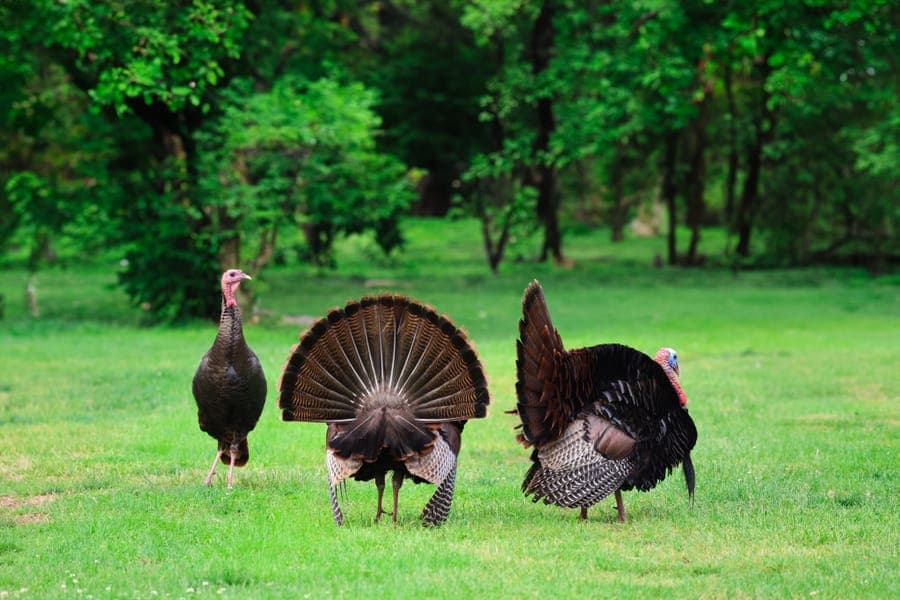 Illustrative stock photo: three wild turkeys crossing a green landscape