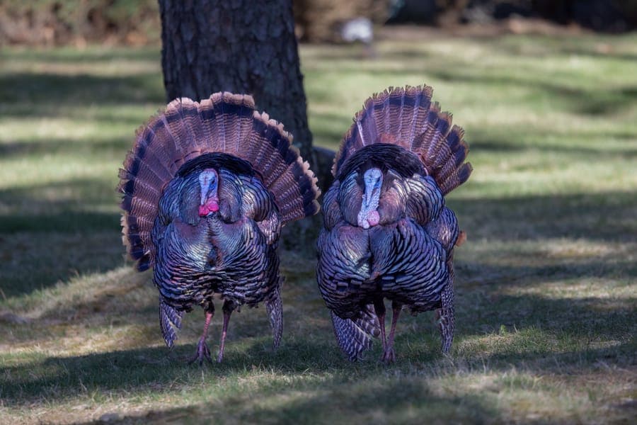 Illustrative stock photo: a pair of wild turkeys together in a natural setting