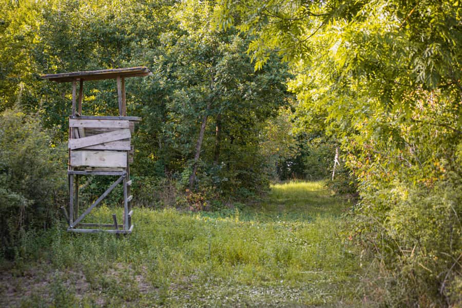 Illustrative stock photo: a rustic hunting blind surrounded by dense greenery