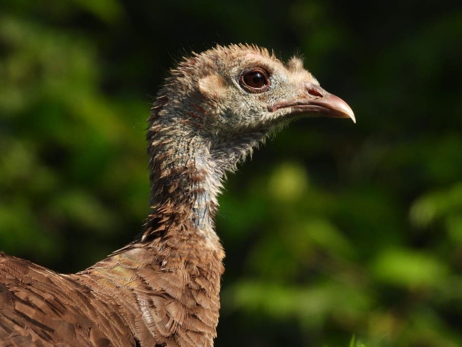 Illustrative stock photo: a close-up of a wild turkey hen against green foliage
