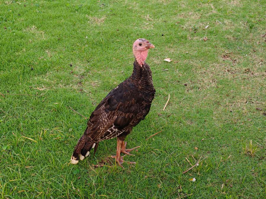 Illustrative stock photo: a wild turkey with brown plumage standing on green grass