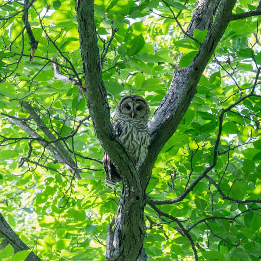 Illustrative stock photo: a barred owl resting among green leaves