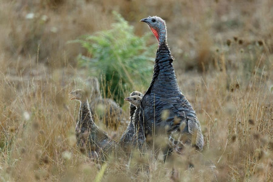 Illustrative stock photo: a group of wild turkeys standing in tall grass