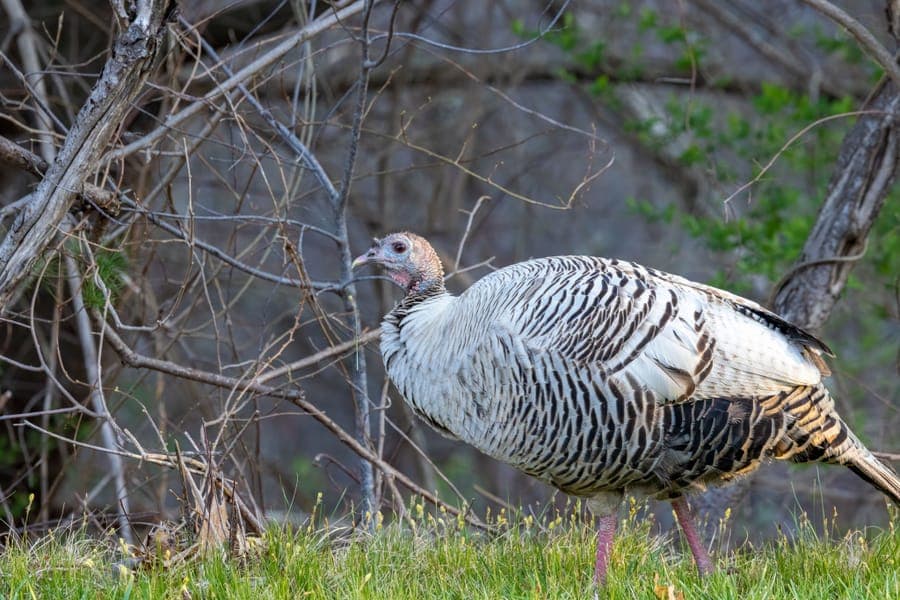 Illustrative stock photo: a wild turkey standing on grass at the edge of a forest