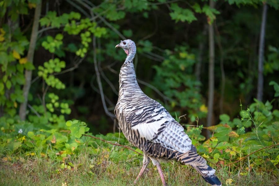 Illustrative stock photo: a wild turkey among bright green foliage