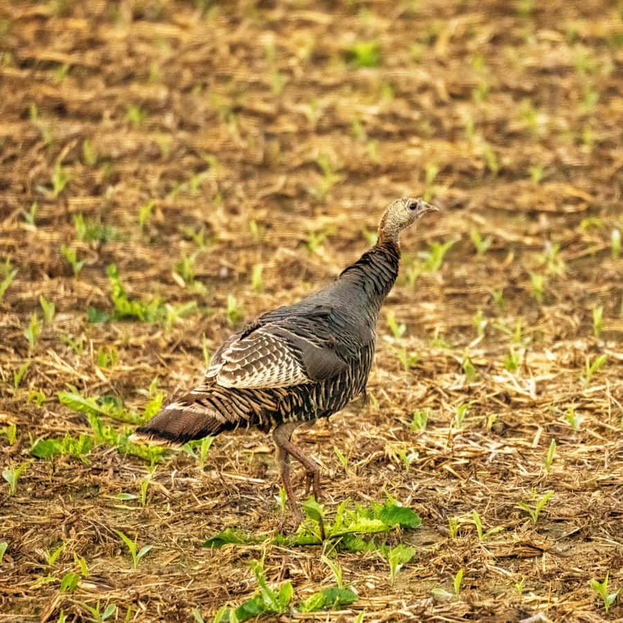 Illustrative stock photo: a wild turkey foraging in a rural field