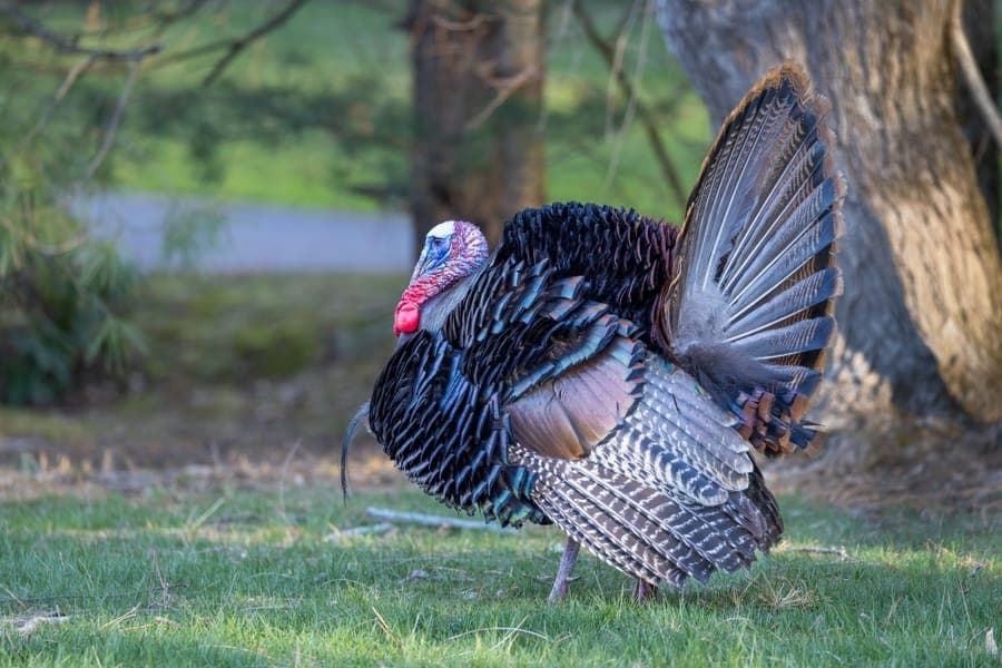 Illustrative stock photo: a wild turkey gobbler with its tail fanned in full display