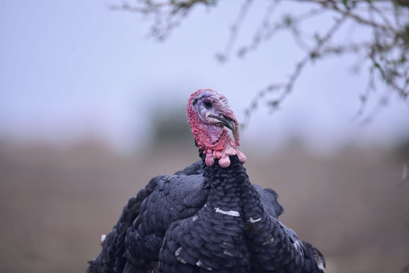 A close portrait of a wild turkey's head and neck outdoors