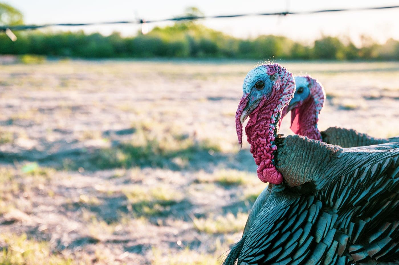 Wild turkeys with red snoods standing on open farmland