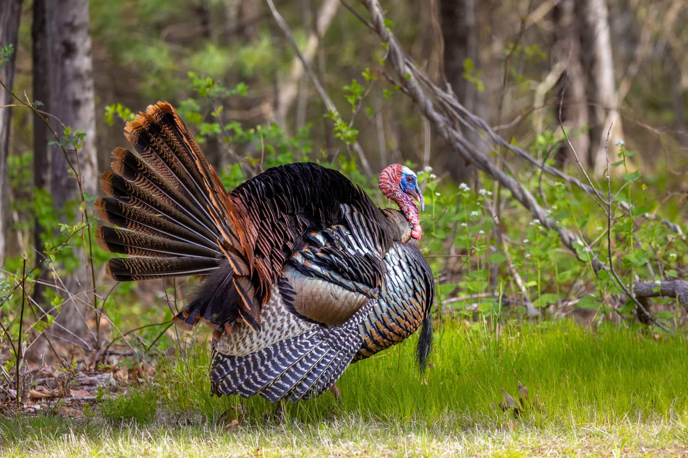 A wild turkey gobbler strutting in green springtime woods